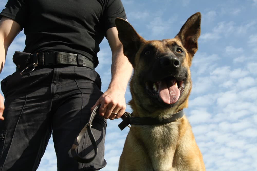 ISA Support Services: Specialist Guarding Support via Security Dog Services Cambridge
