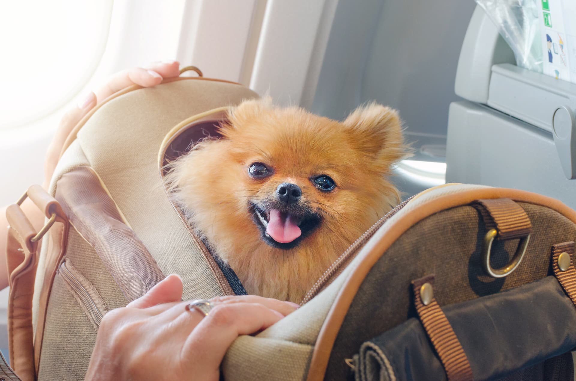 Vet Home Certs: Quick and Easy Certificates for All Pets